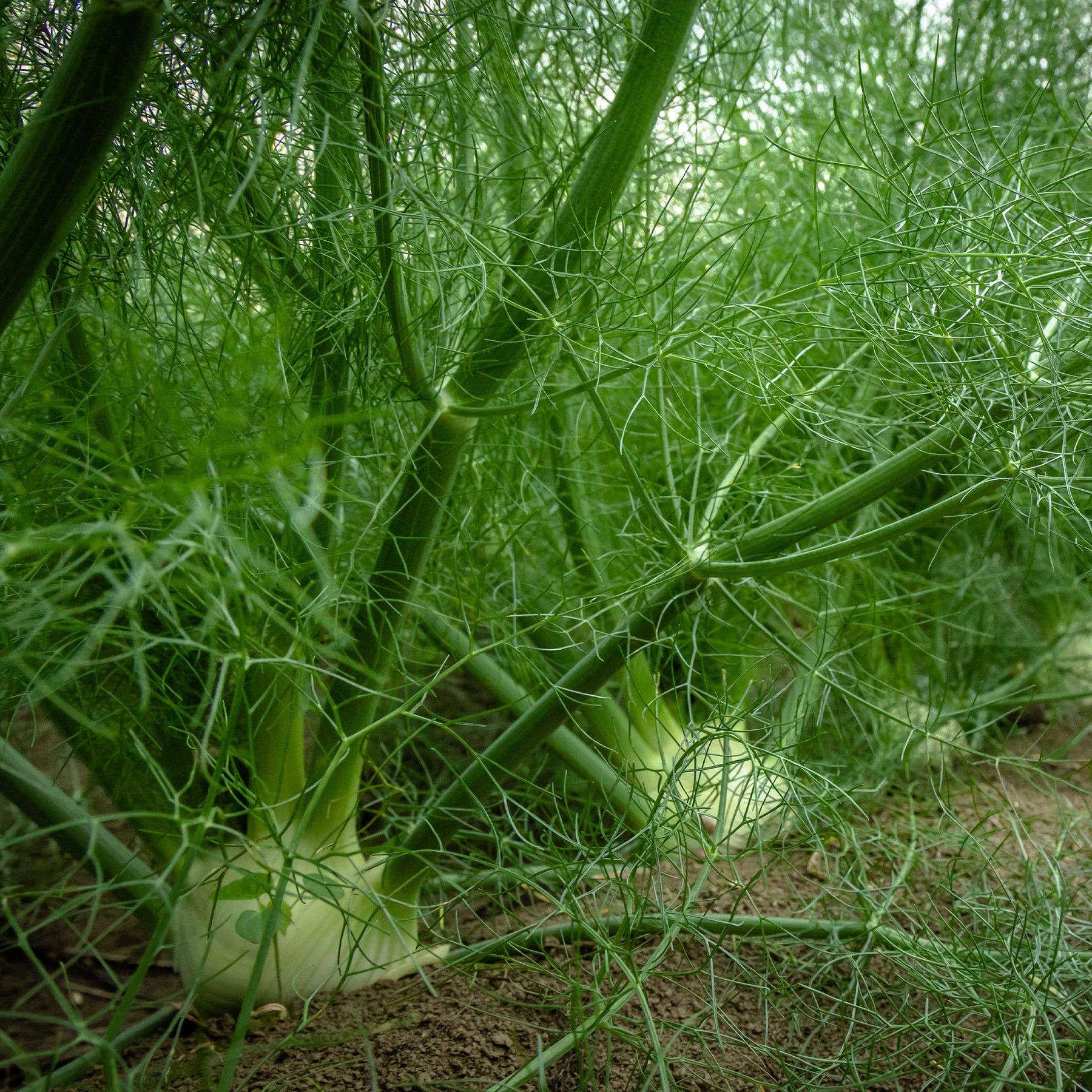 Plants d'aromatiques - Fenouil commun - Foeniculum vulgare
