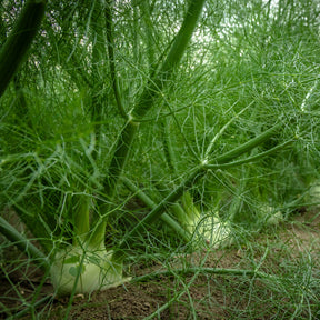 Plants d'aromatiques - Fenouil commun - Foeniculum vulgare