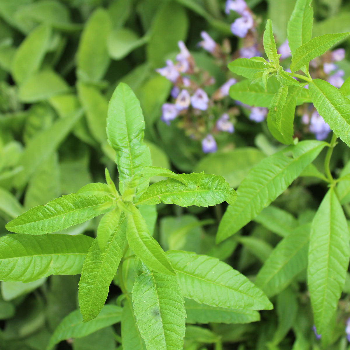 Verveine citronnelle - Aloysia citrodora - Willemse