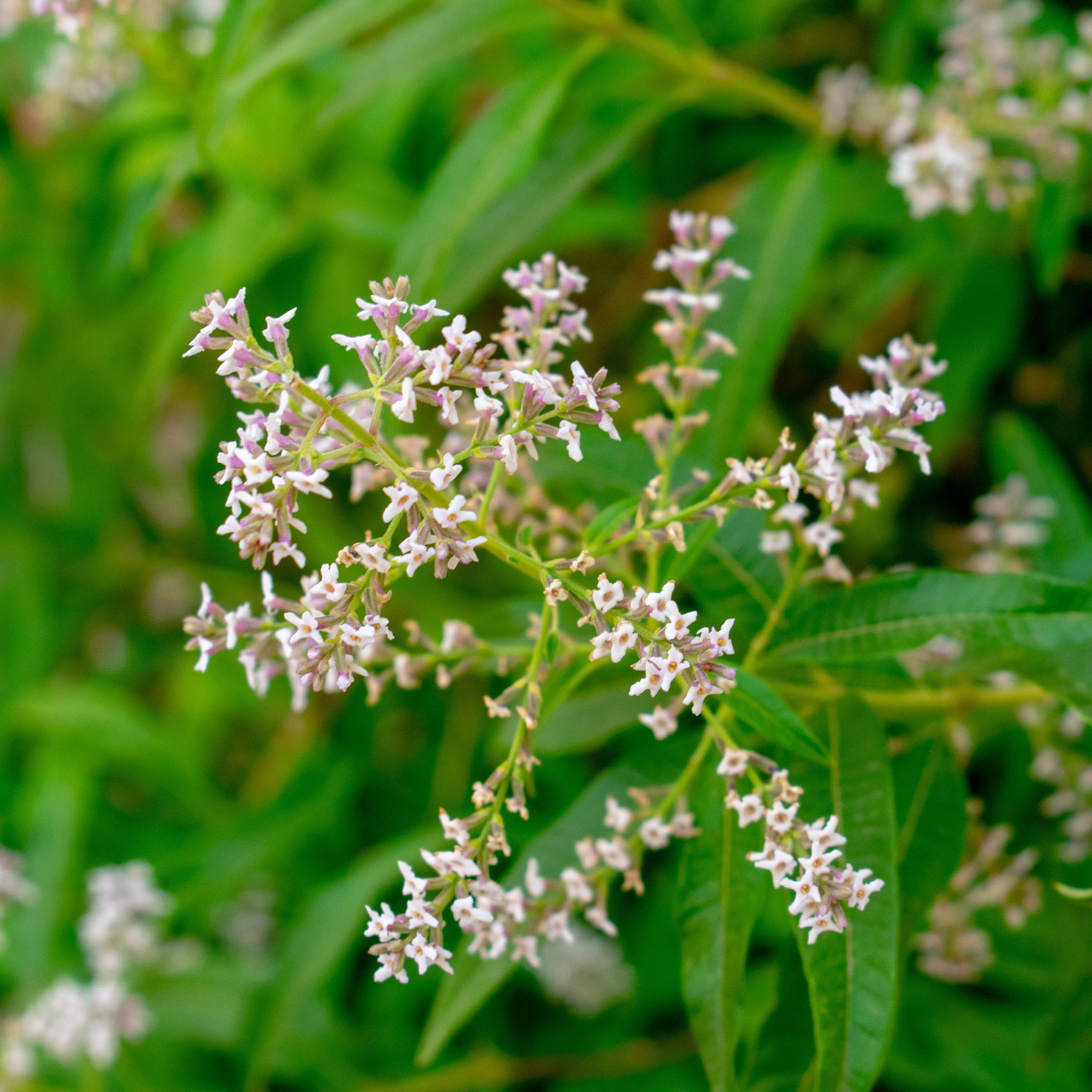 Aloysia citrodora - Verveine citronnelle - Plantes vivaces aromatiques