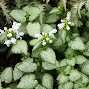 Lamium maculatum white nancy - Lamier maculé White Nancy - Lamier