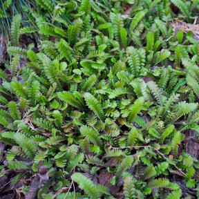 Cotule à bractées - Willemse
