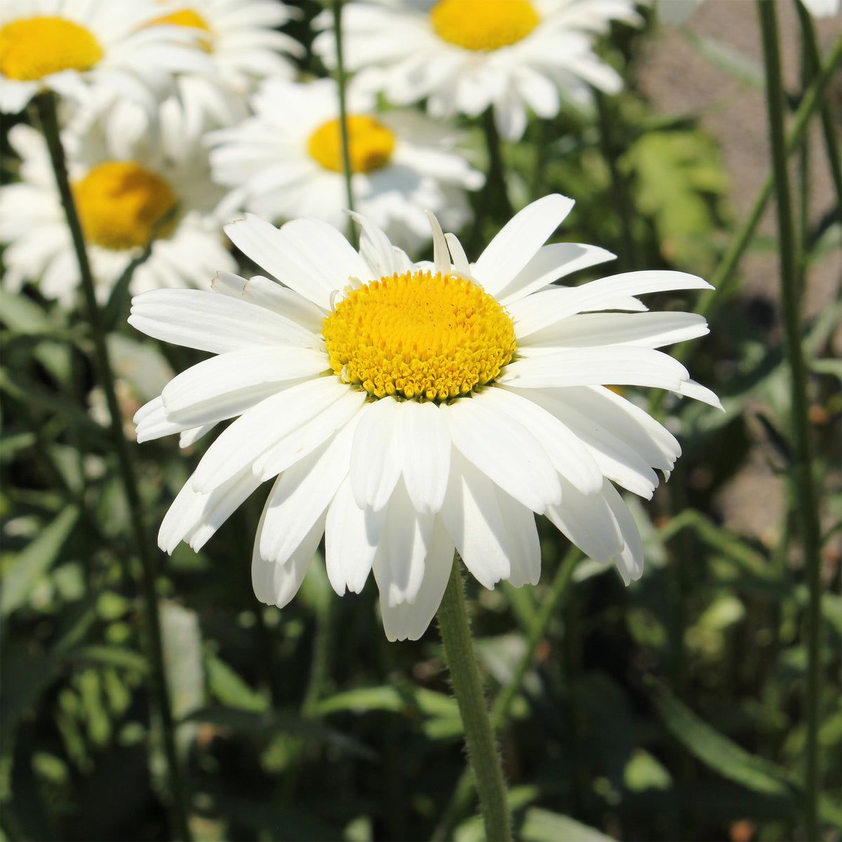 Marguerite d'été Alaska - Willemse