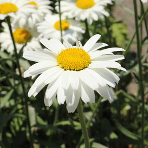 Marguerite d'été Alaska - Willemse