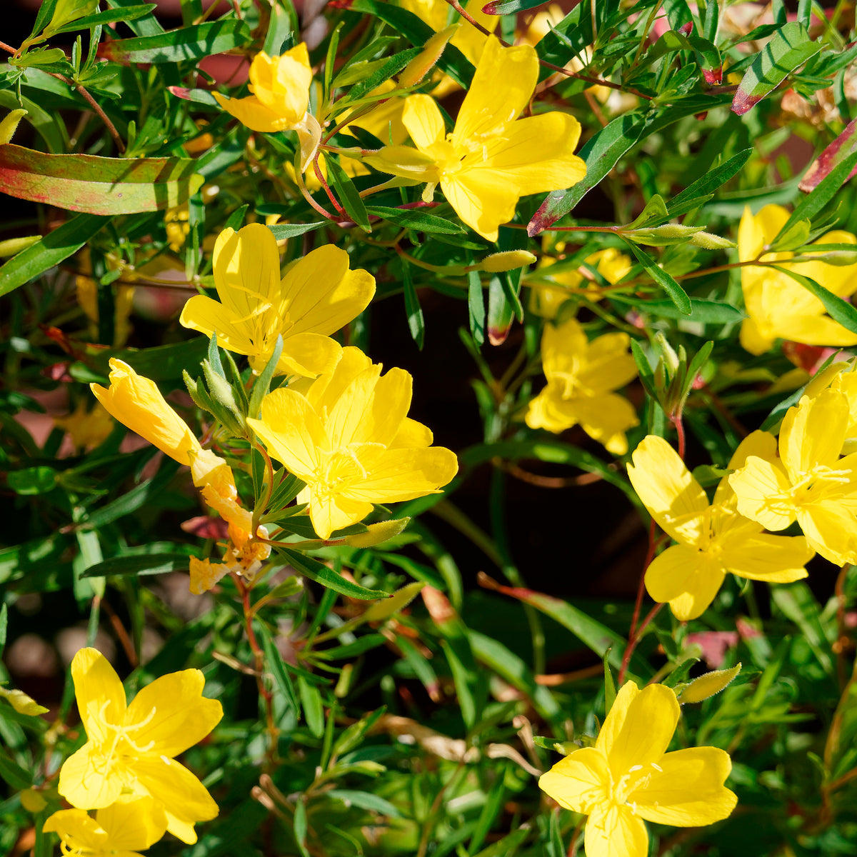 Oenothère African Sun - Onagre - Willemse