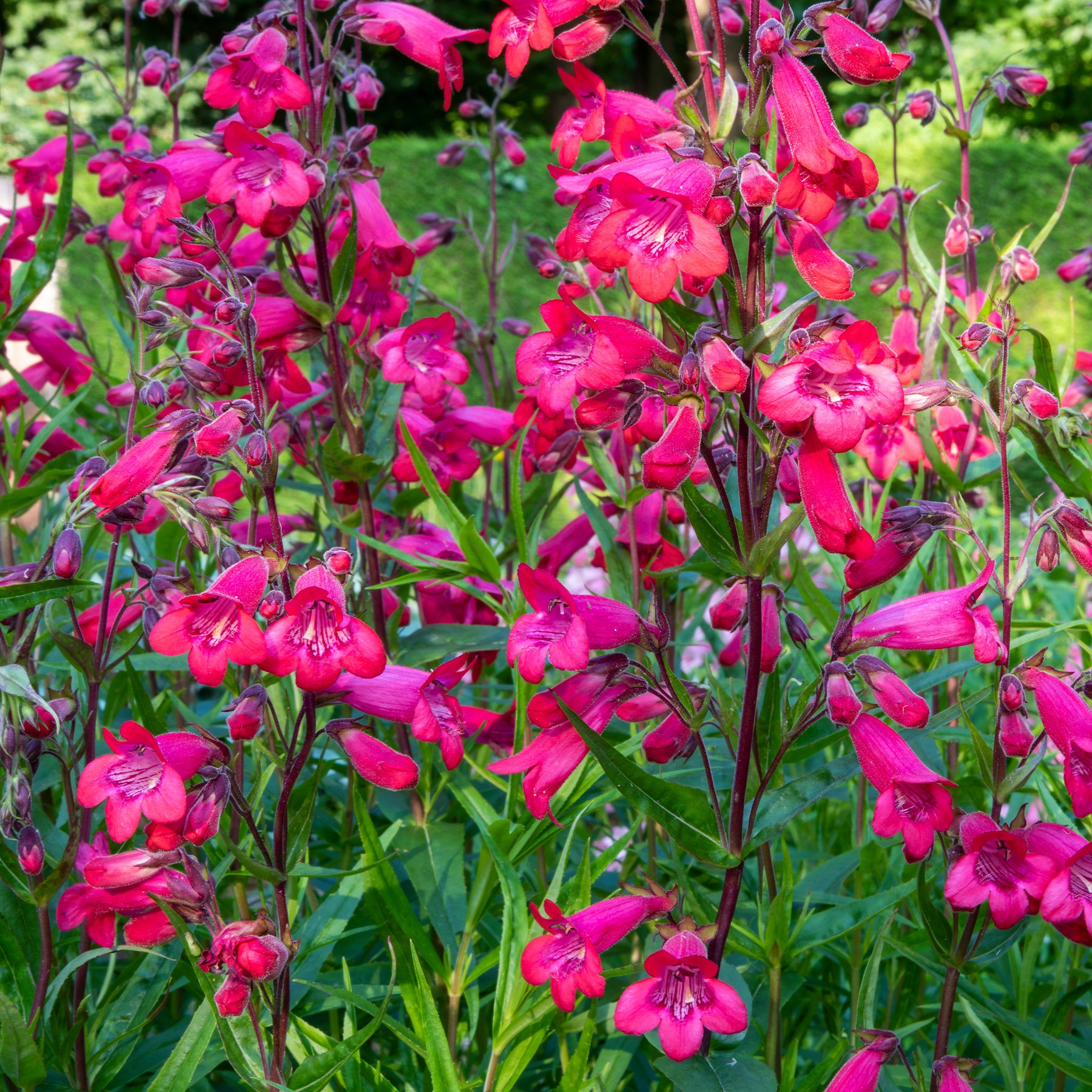 Penstemon Schoenholzeri - Galane Schoenholzeri - Penstemon - Galane