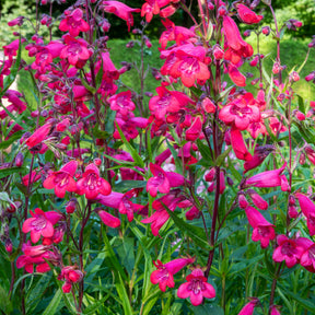 Penstemon Schoenholzeri - Galane Schoenholzeri - Penstemon - Galane