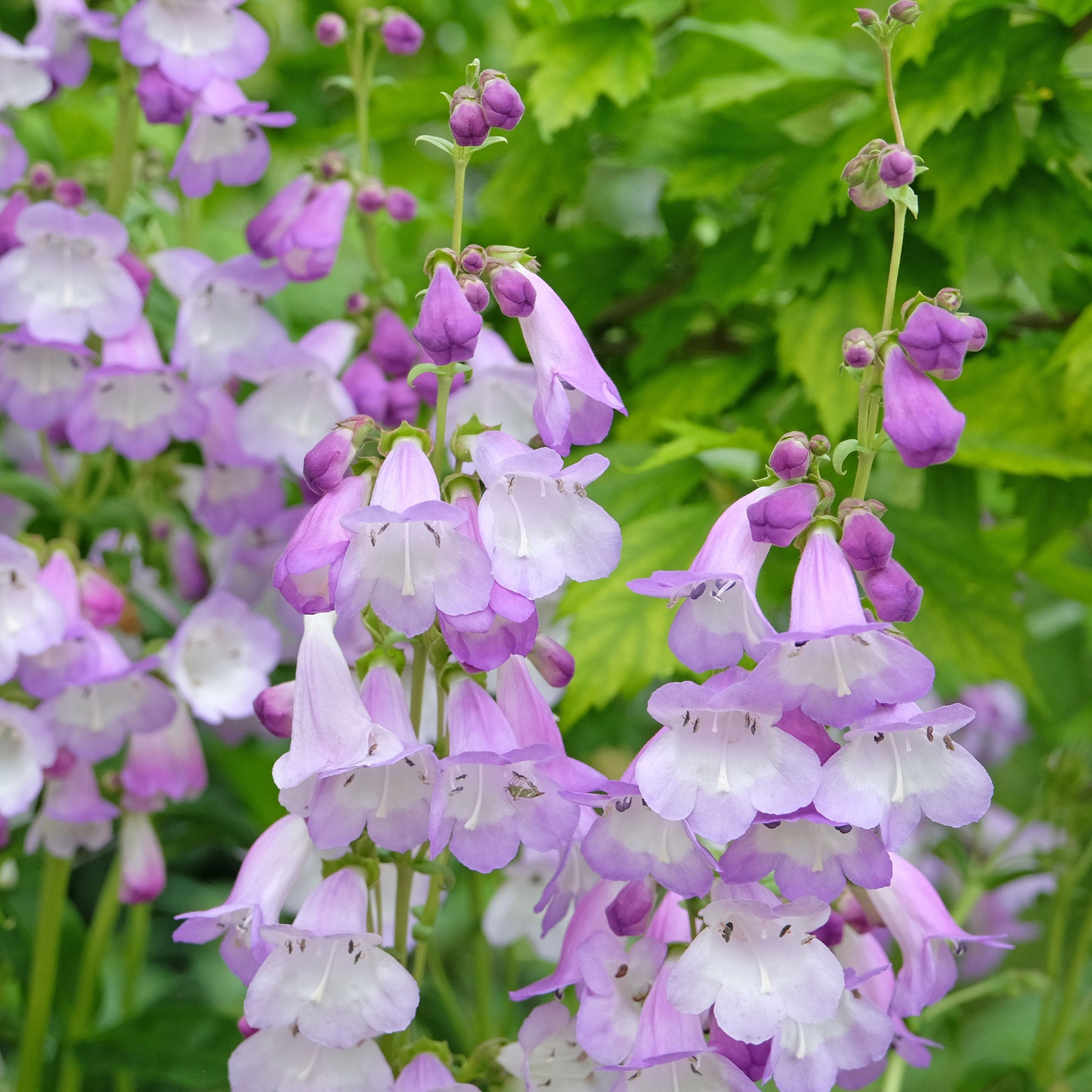 Galane Alice Hindley - Penstemon - Penstemon Alice Hindley - Willemse