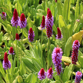 Primula vialii - Primevère des marais - Primevère