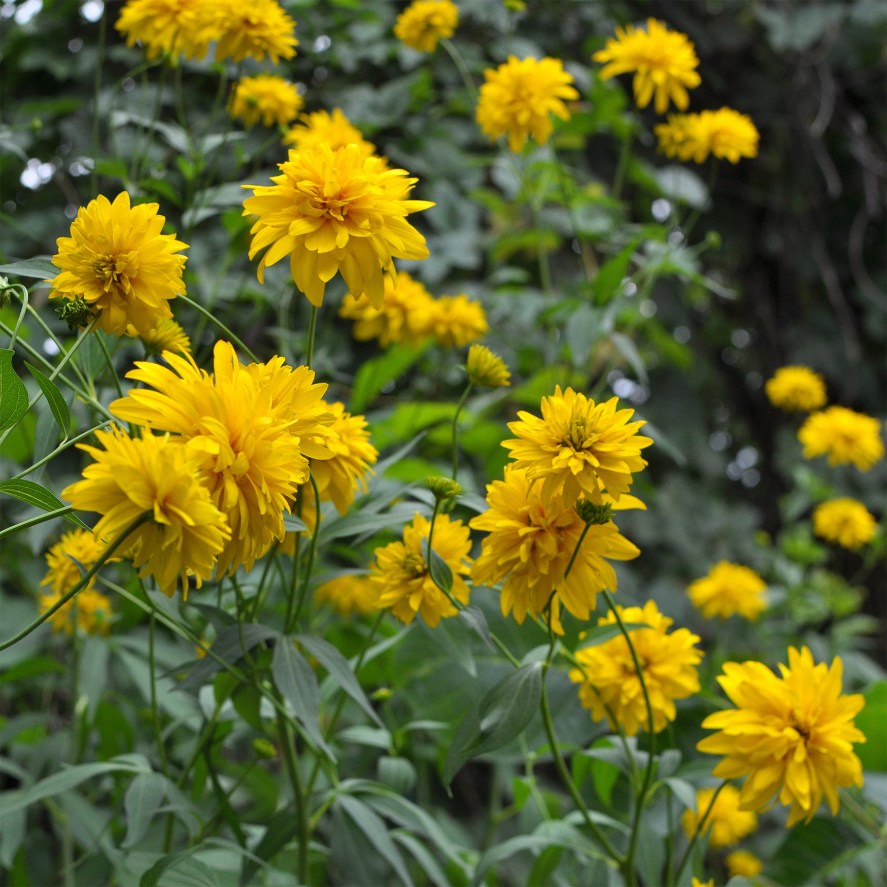 Rudbeckia laciniata goldquelle - Rudbeckia laciniata Goldquelle - Rudbeckia