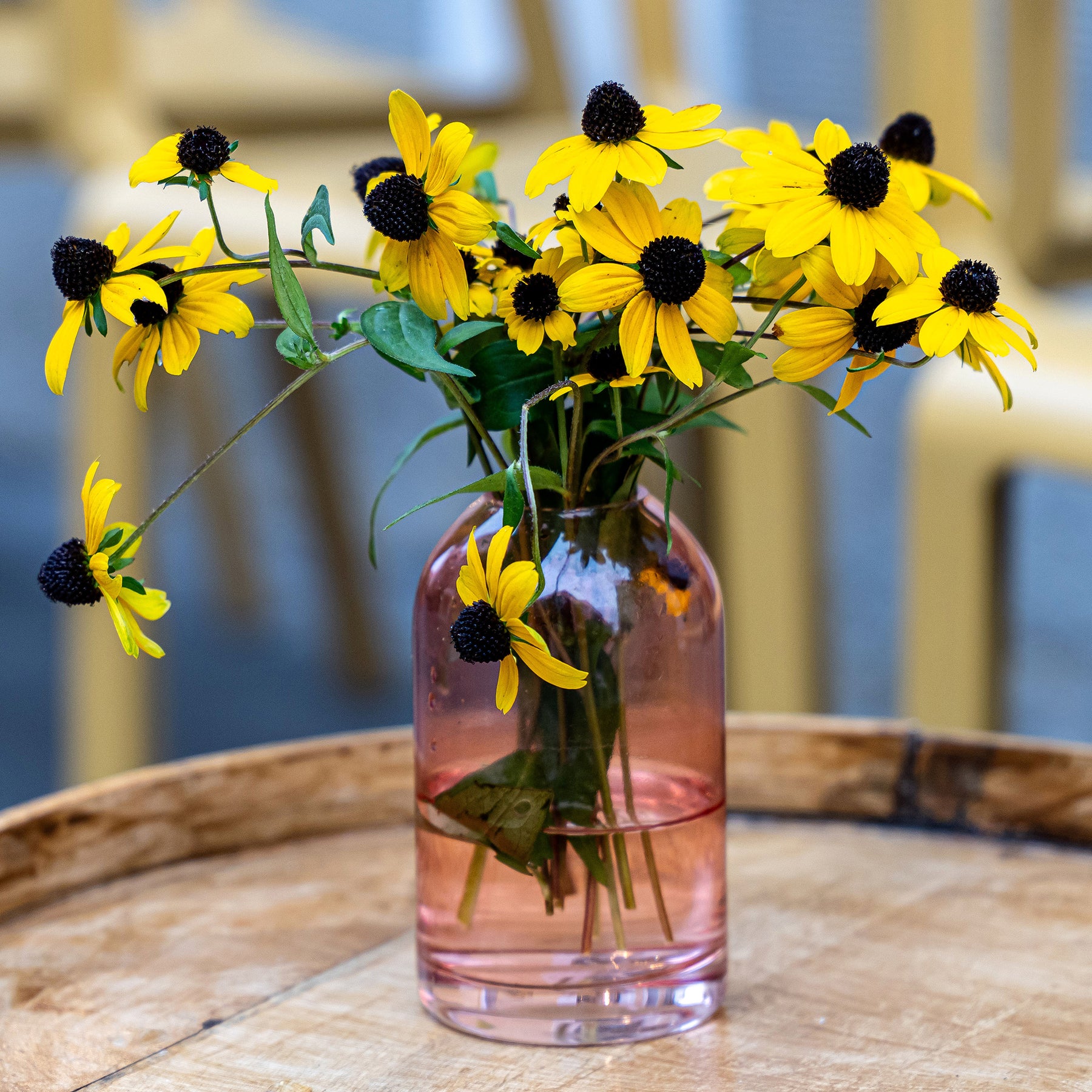 Vente Rudbeckia trilobée - Rudbeckia  triloba