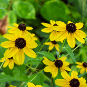 Rudbeckia  triloba - Rudbeckia trilobée - Rudbeckia