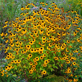 Rudbeckia trilobée - Rudbeckia  triloba - Willemse