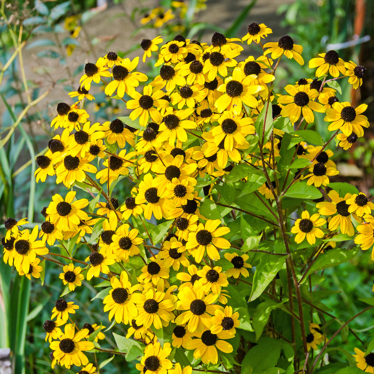Rudbeckia trilobée - Willemse