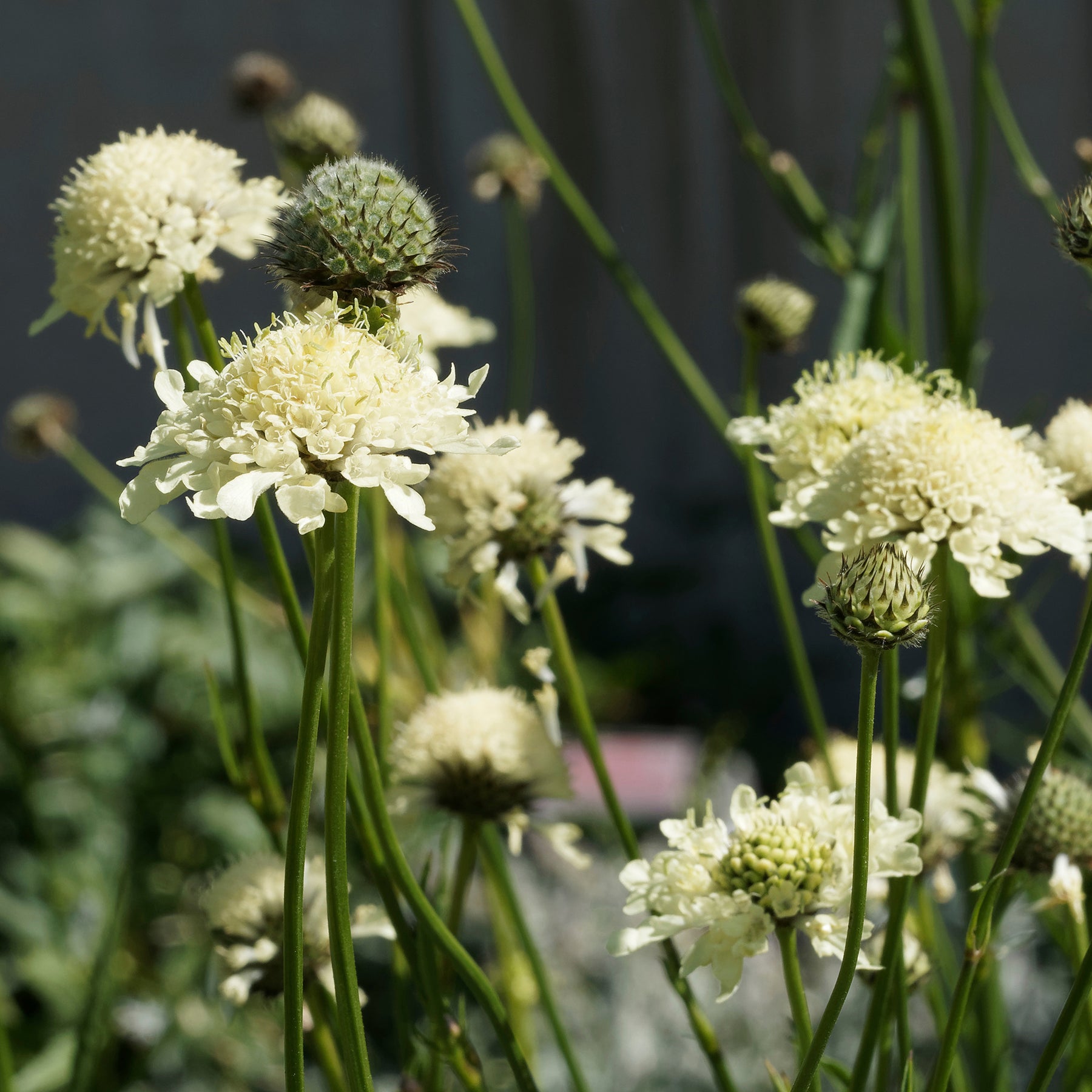 Scabieuse - Scabieuse jaune - Scabiosa ochroleuca