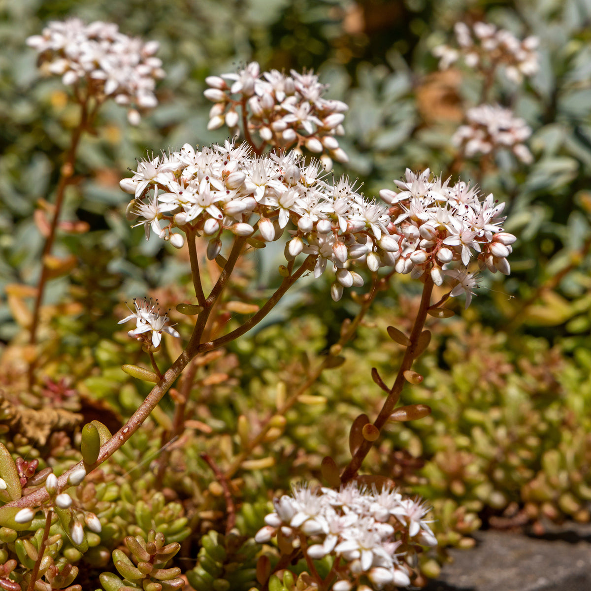 Sedum Coral Carpet - Willemse