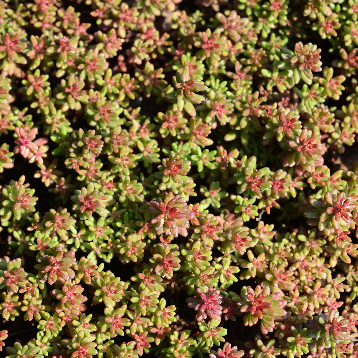 Sedum blanc tapissant - Willemse