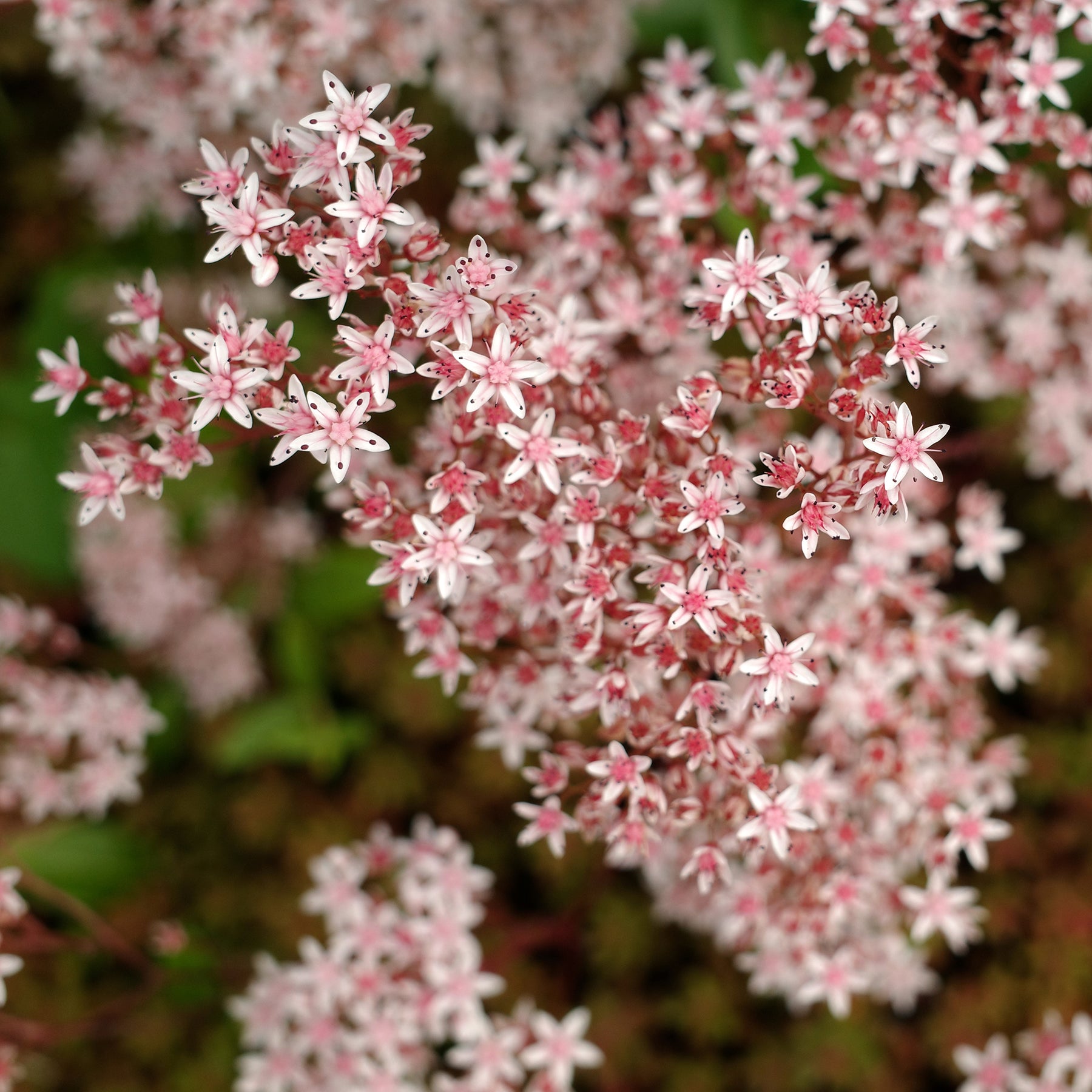 Sedum blanc tapissant - Sedum album Murale - Willemse