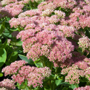Sedum Carmen - Sedum spectabile carmen - Willemse