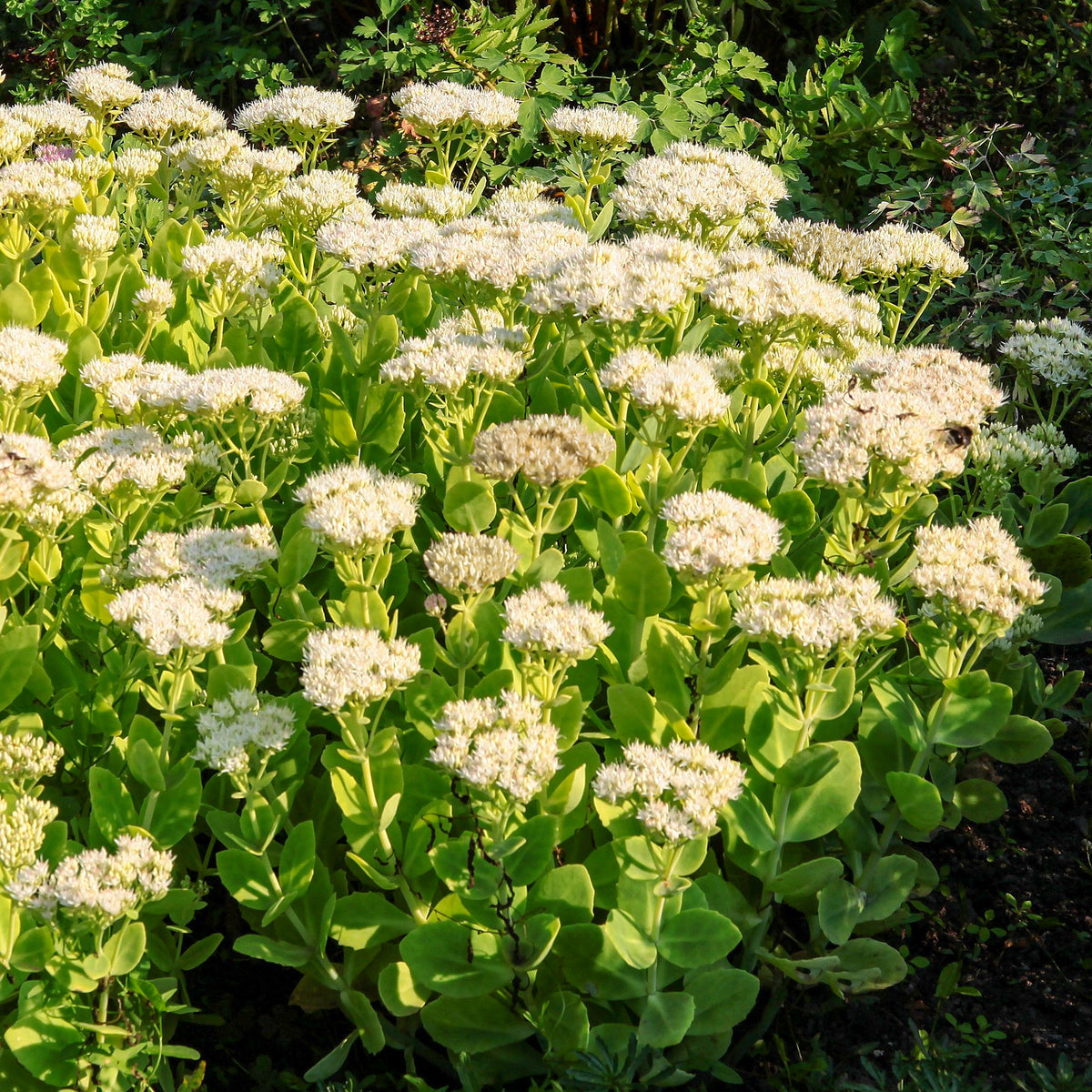 Sedum Stardust - Willemse