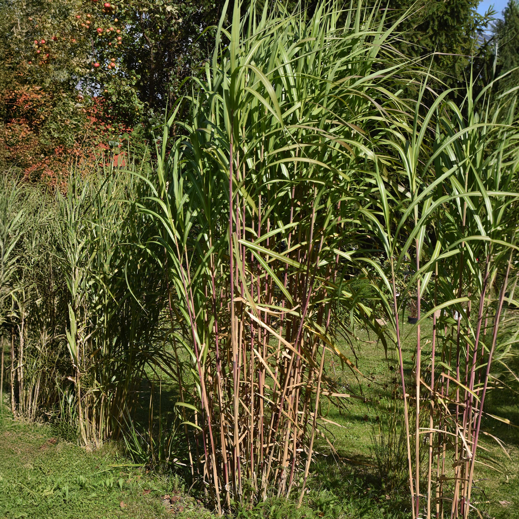 Eulalie gigantesque - Willemse