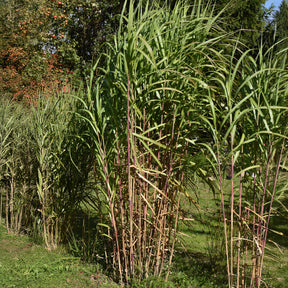 Eulalie gigantesque - Willemse