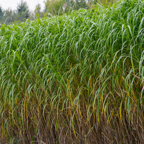 Eulalie gigantesque - Miscanthus giganteus (floridulus) - Willemse