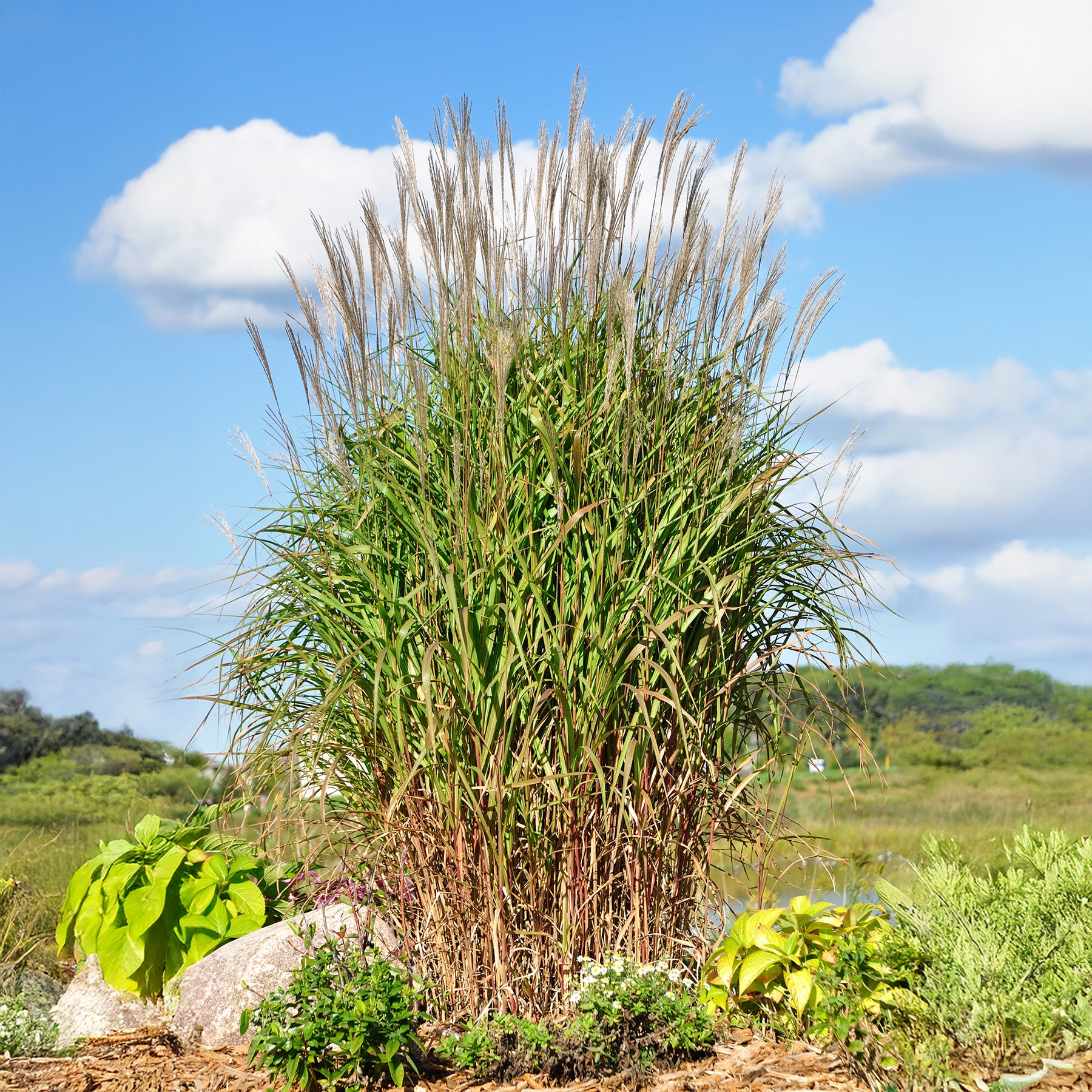 Eulalie Purpurascens - Miscanthus sinensis ssp purpurascens - Willemse
