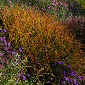 Eulalie - Roseau de Chine - Eulalie Purpurascens - Miscanthus sinensis ssp purpurascens