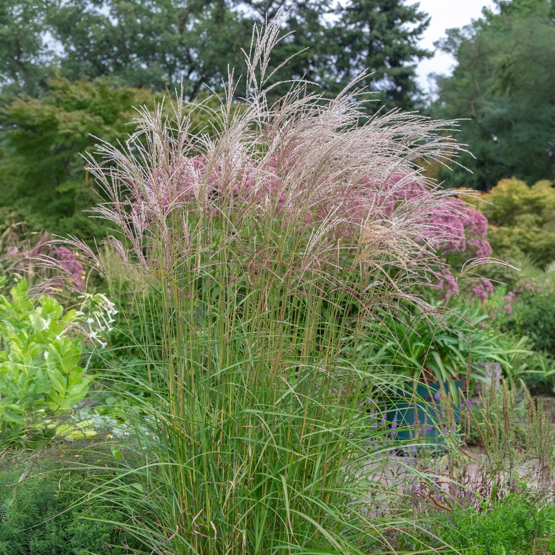Eulalie Flamingo - Willemse