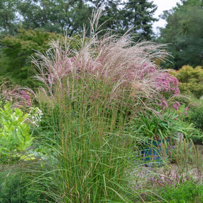 Eulalie Flamingo - Willemse