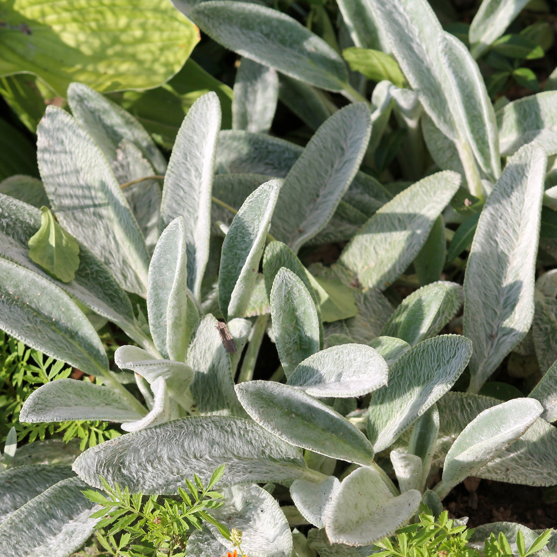 Oreille de Lapin - Epiaires de Byzance - Stachys byzantina - Willemse