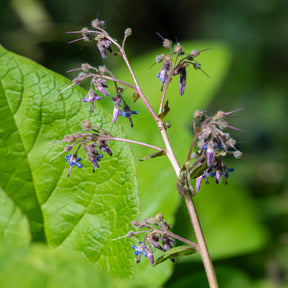 Bourrache du Caucase - Trachystemon orientalis - Willemse