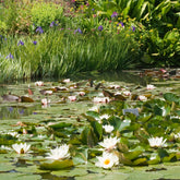 Nénuphar blanc - Willemse