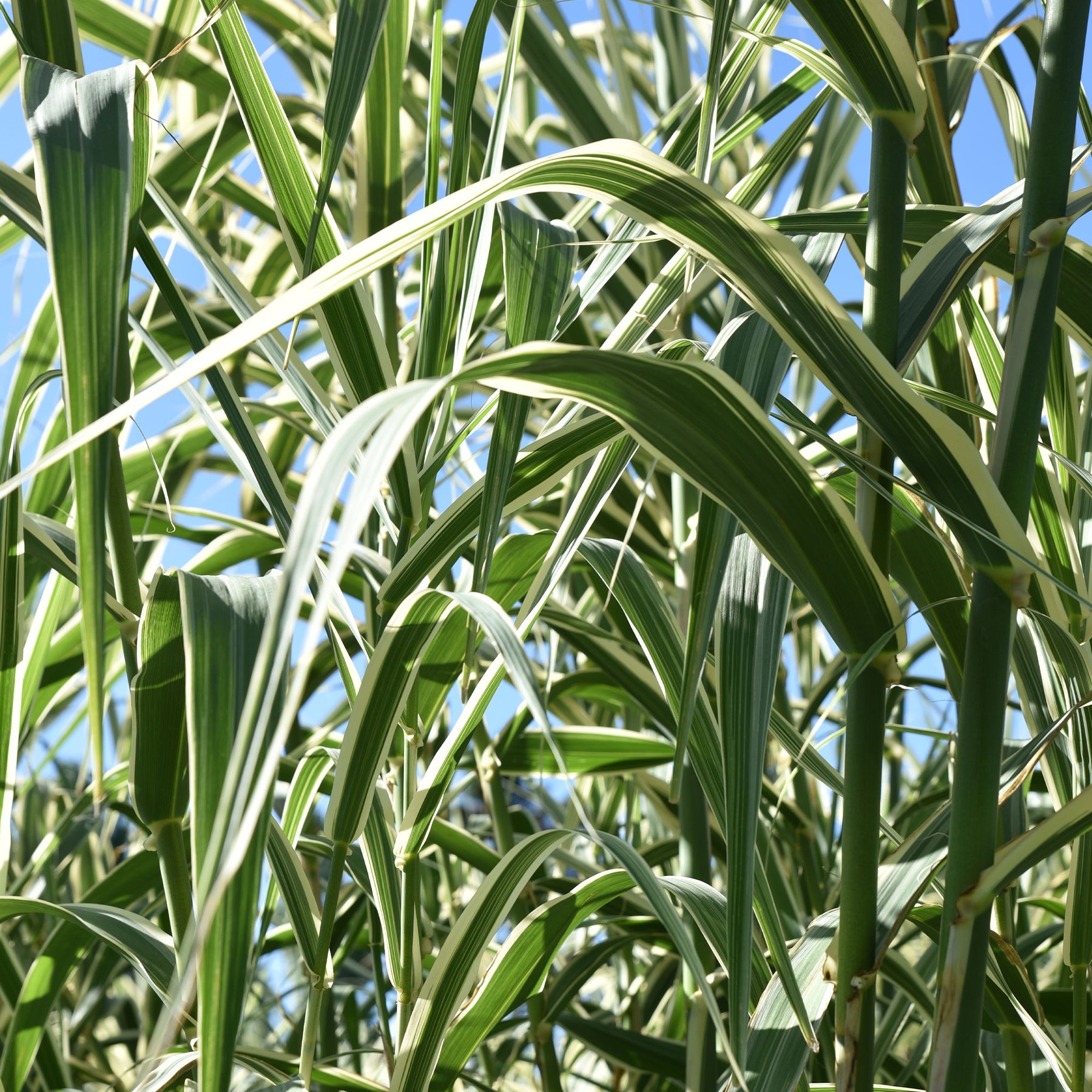 Roseau panaché - Phragmites australis variegatus - Willemse