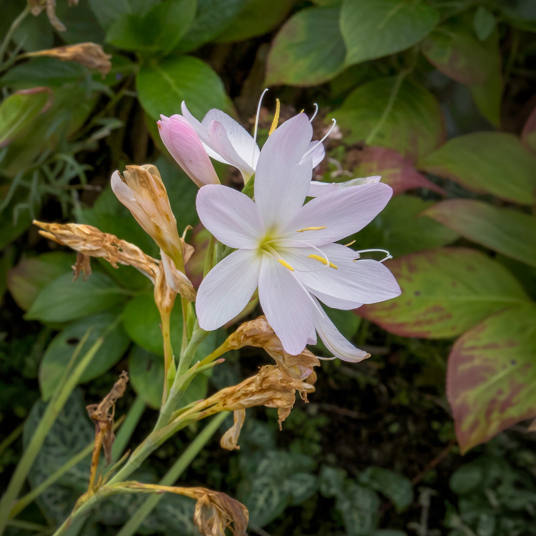 Lys des cafres blanc - Willemse