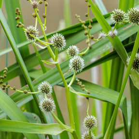 Sparganium erectum - Rubanier d'eau - Plantes filtrantes