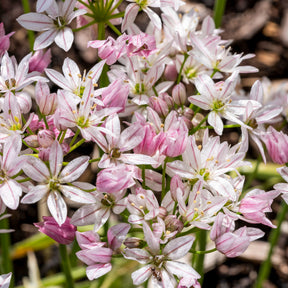 Collection de 15 Tulipes Ice Cream et Alliums Caméléon - Tulipa ice cream, allium cameleon - Willemse