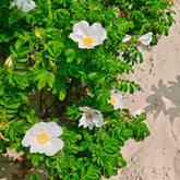 Rosier rugueux à fleurs blanches - Willemse
