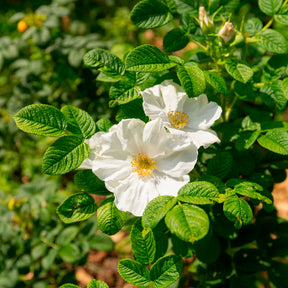 Rosa rugosa alba - Rosier rugueux à fleurs blanches - Rosier rugueux - Rosa rugosa