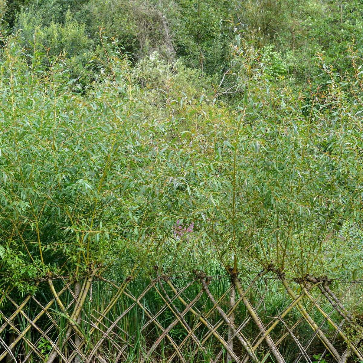 Saule - Osier brun - Willemse