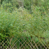 Saule - Osier brun - Willemse