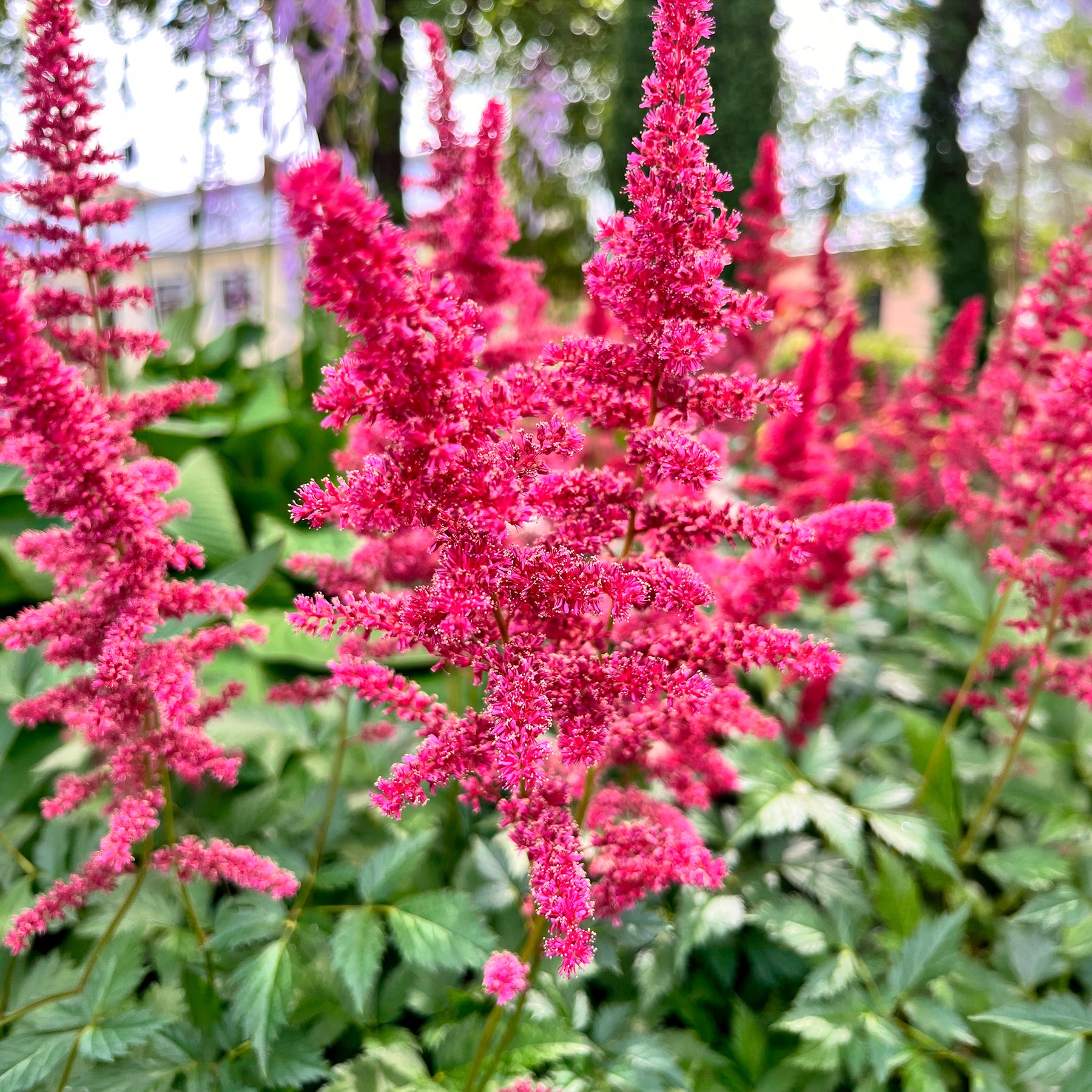 Astilbe - Astilbe d'Arends Fanal - Astilbe arendsii Fanal