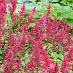 Astilbe arendsii Fanal - Astilbe d'Arends Fanal - Astilbe