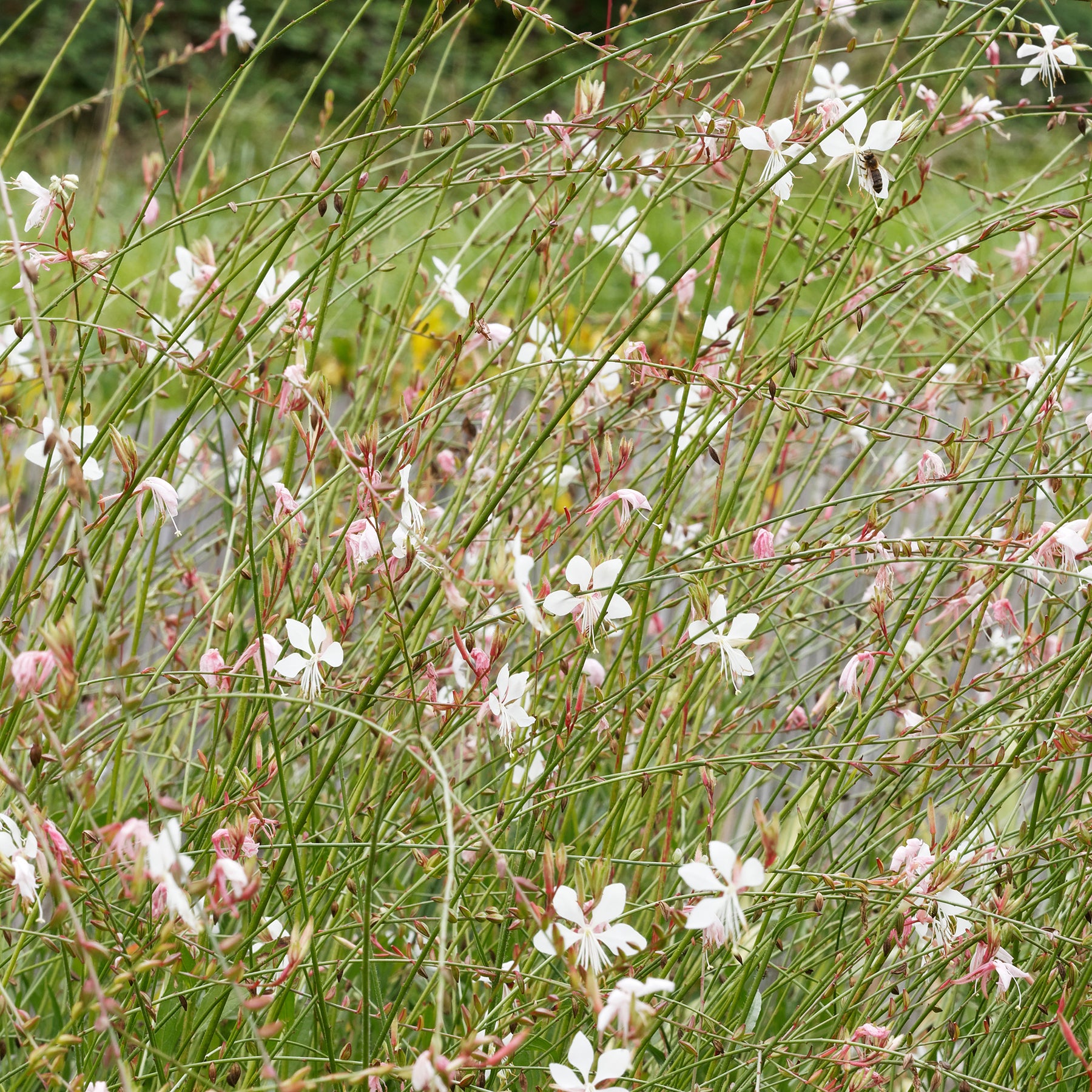 Gaura Corrie's Gold - Willemse