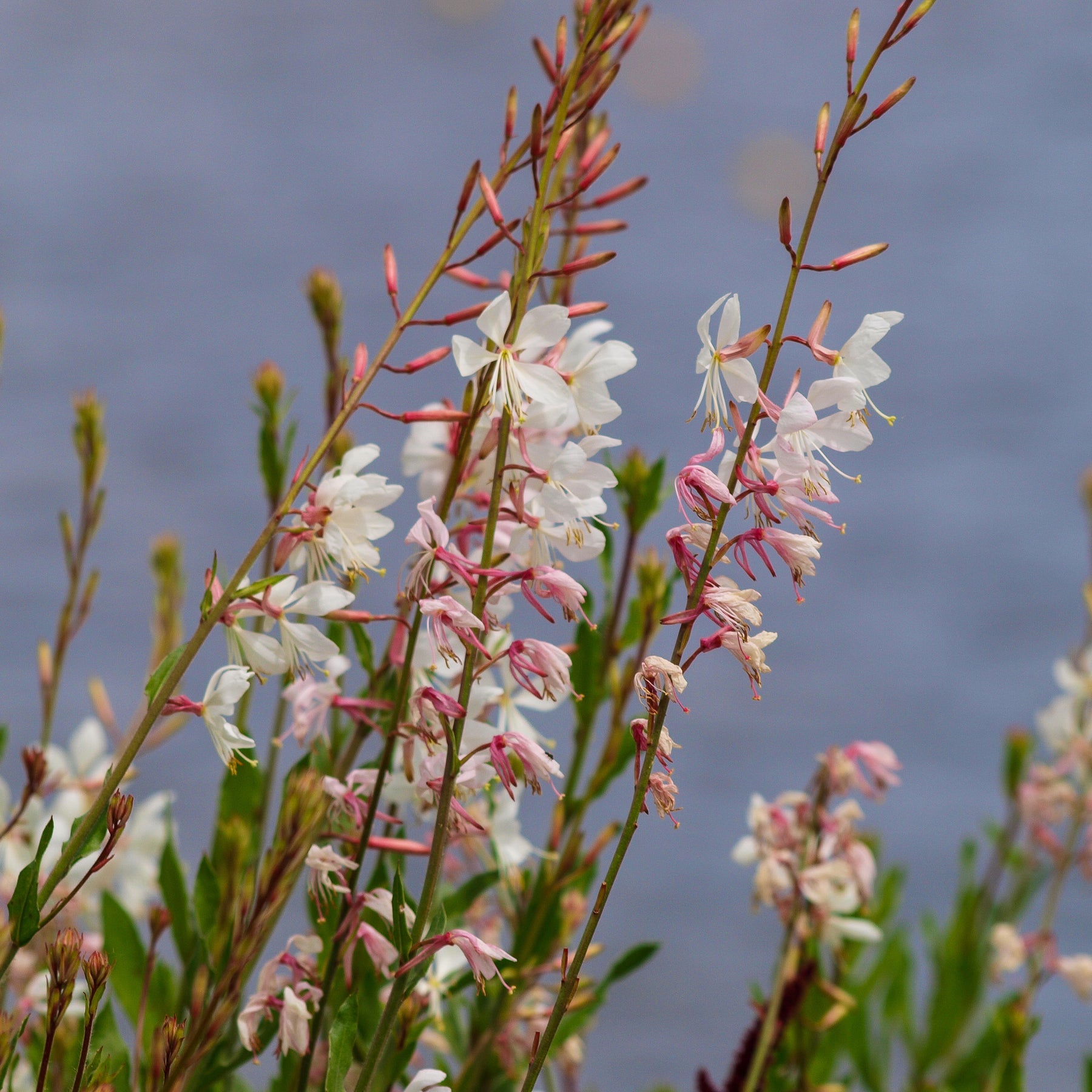 Gaura - Gaura Corrie's Gold - Gaura lindheimeri Corrie's Gold