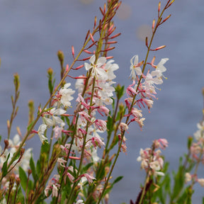Gaura - Gaura Corrie's Gold - Gaura lindheimeri Corrie's Gold
