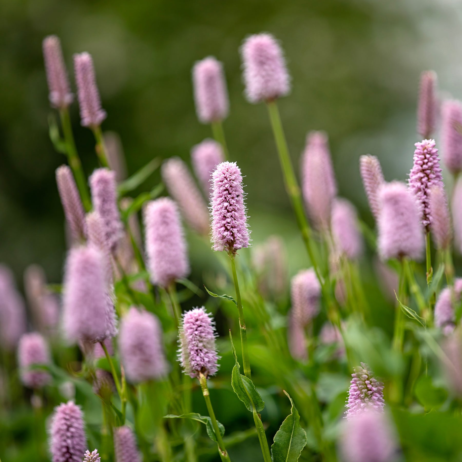 Renouée - Persicaire - Renouée bistorte Superba - Persicaria bistorta Superba