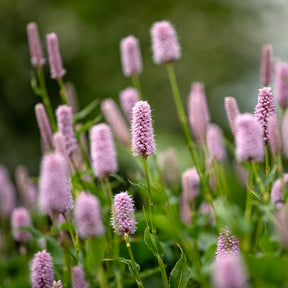 Renouée - Persicaire - Renouée bistorte Superba - Persicaria bistorta Superba