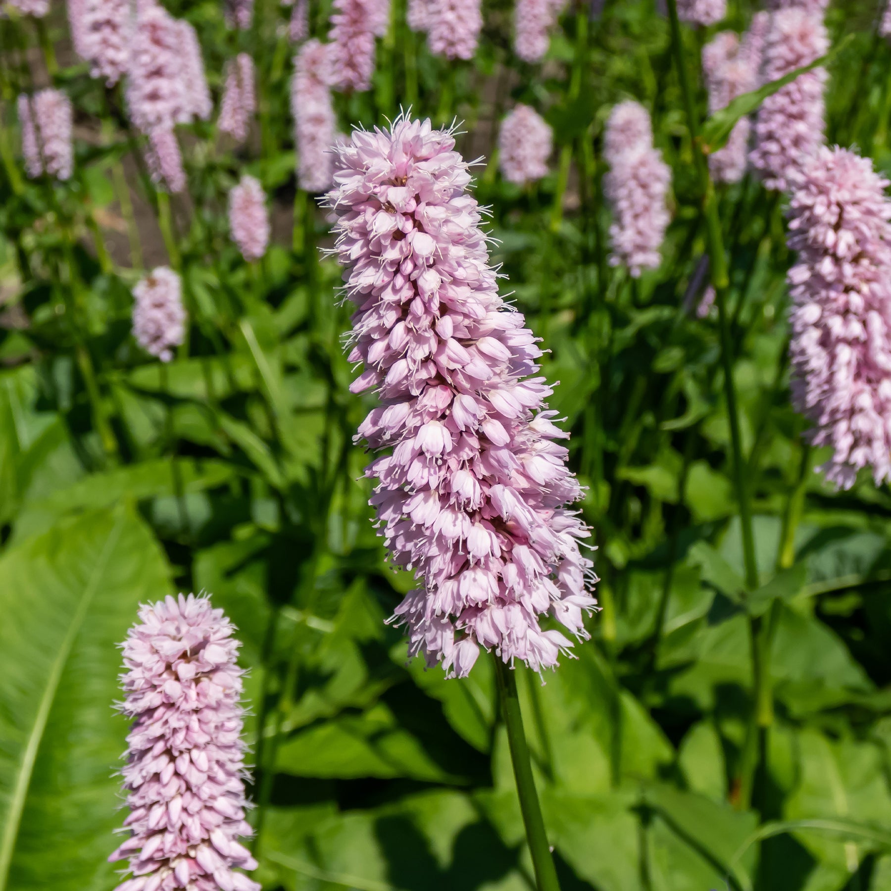 Persicaria bistorta Superba - Renouée bistorte Superba - Renouée - Persicaire